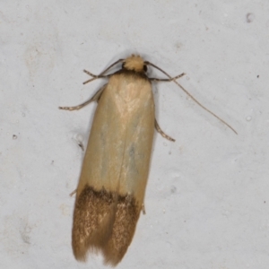 Tachystola stenoptera at Melba, ACT - 7 Jan 2022 11:50 PM