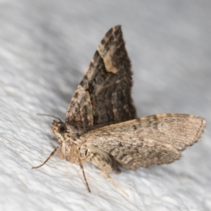 Epyaxa sodaliata at Melba, ACT - 7 Jan 2022 12:37 AM