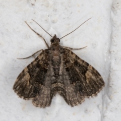 Epyaxa sodaliata at Melba, ACT - 7 Jan 2022 12:37 AM