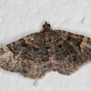 Epyaxa sodaliata at Melba, ACT - 7 Jan 2022 12:37 AM