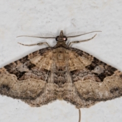Epyaxa subidaria (Subidaria Moth) at Melba, ACT - 7 Jan 2022 by kasiaaus