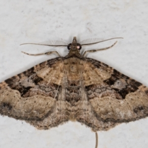 Epyaxa subidaria at Melba, ACT - 7 Jan 2022