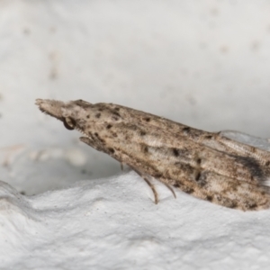 Carposina undescribed species at Melba, ACT - 7 Jan 2022