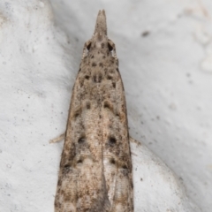 Carposina undescribed species at Melba, ACT - 7 Jan 2022 11:57 PM