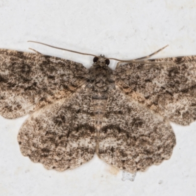 Ectropis fractaria (Ringed Bark Moth) at Melba, ACT - 8 Jan 2022 by kasiaaus