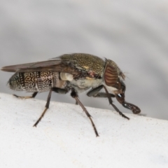 Stomorhina sp. (genus) (Snout fly) at Melba, ACT - 7 Jan 2022 by kasiaaus