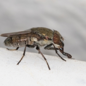 Stomorhina sp. (genus) at Melba, ACT - 8 Jan 2022 12:11 AM