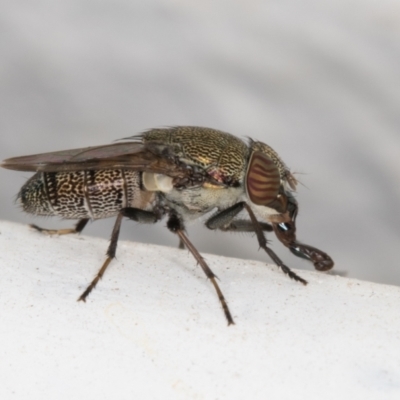 Stomorhina sp. (genus) (Snout fly) at Melba, ACT - 7 Jan 2022 by kasiaaus