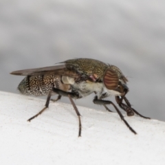 Stomorhina sp. (genus) at Melba, ACT - 8 Jan 2022