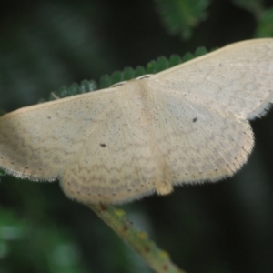 Scopula optivata at Weetangera, ACT - 9 Mar 2022