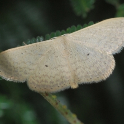 Scopula optivata (Varied Wave) at Weetangera, ACT - 9 Mar 2022 by Harrisi