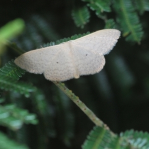 Scopula optivata at Weetangera, ACT - 9 Mar 2022