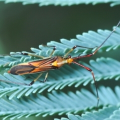 Rayieria acaciae (Acacia-spotting bug) at Weetangera, ACT - 9 Mar 2022 by Harrisi