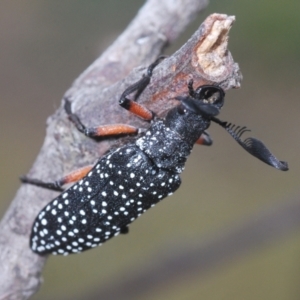 Rhipicera (Agathorhipis) femorata at Weetangera, ACT - 9 Mar 2022