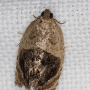 Acroceuthes metaxanthana at Melba, ACT - 8 Jan 2022 10:51 PM