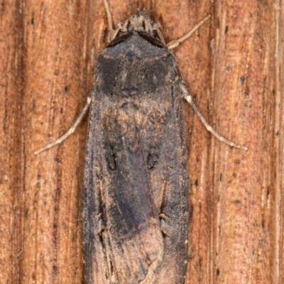 Agrotis ipsilon (Agrotis ipsilon) at Melba, ACT - 8 Jan 2022 by kasiaaus
