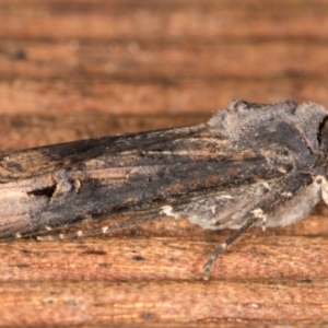 Agrotis ipsilon at Melba, ACT - 8 Jan 2022