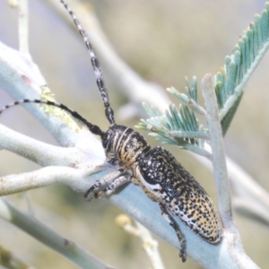 Rhytiphora albocincta at Weetangera, ACT - 9 Mar 2022