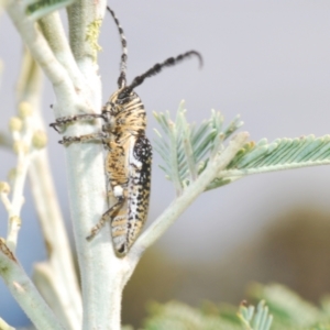 Rhytiphora albocincta at Weetangera, ACT - 9 Mar 2022