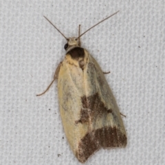 Ageletha hemiteles (Webbing Moth) at Melba, ACT - 8 Jan 2022 by kasiaaus