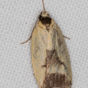 Ageletha hemiteles at Melba, ACT - 8 Jan 2022 10:43 PM