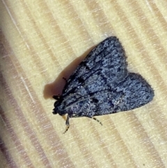 Stericta carbonalis (Charcoal Pyralid) at Jerrabomberra, NSW - 9 Mar 2022 by SteveBorkowskis