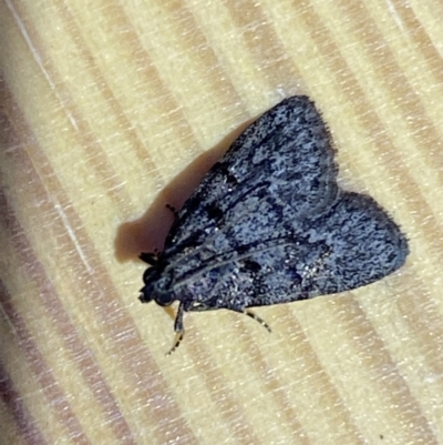Stericta carbonalis (Charcoal Pyralid) at Jerrabomberra, NSW - 9 Mar 2022 by SteveBorkowskis