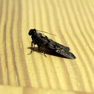 Stericta carbonalis at Jerrabomberra, NSW - 9 Mar 2022