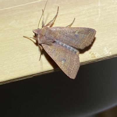 Diarsia intermixta (Chevron Cutworm, Orange Peel Moth.) at Jerrabomberra, NSW - 9 Mar 2022 by SteveBorkowskis