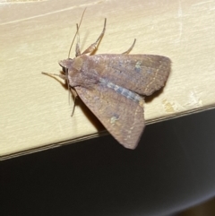 Diarsia intermixta at Jerrabomberra, NSW - 9 Mar 2022