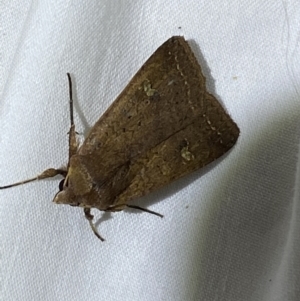 Diarsia intermixta at Jerrabomberra, NSW - 9 Mar 2022