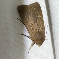 Diarsia intermixta at Jerrabomberra, NSW - 9 Mar 2022