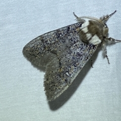 Oenosandra boisduvalii (Boisduval's Autumn Moth) at Jerrabomberra, NSW - 9 Mar 2022 by SteveBorkowskis