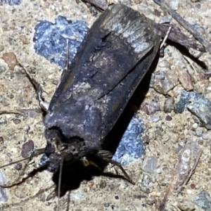 Agrotis ipsilon at suppressed - 9 Mar 2022