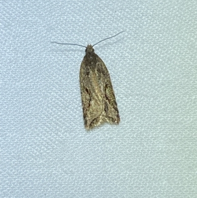 Euphona GROUP decolorana (Euphona GROUP decolorana) at Jerrabomberra, NSW - 9 Mar 2022 by SteveBorkowskis