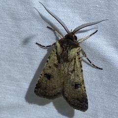 Agrotis porphyricollis at Jerrabomberra, NSW - 9 Mar 2022