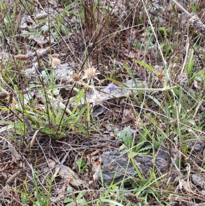 Eryngium ovinum (Blue Devil) at Black Street Grasslands to Stirling Ridge - 10 Mar 2022 by HughCo