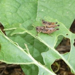 Phaulacridium vittatum (Wingless Grasshopper) at Emu Creek - 6 Mar 2022 by jgiacon