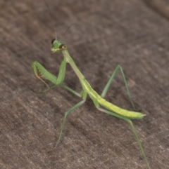 Pseudomantis albofimbriata (False garden mantis) at Melba, ACT - 8 Jan 2022 by kasiaaus