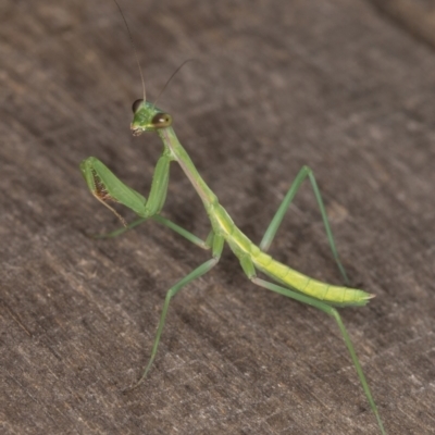 Pseudomantis albofimbriata (False garden mantis) at Melba, ACT - 8 Jan 2022 by kasiaaus