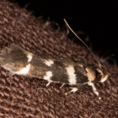 Macrobathra ceraunobola at Melba, ACT - 9 Jan 2022