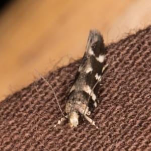 Macrobathra ceraunobola at Melba, ACT - 9 Jan 2022