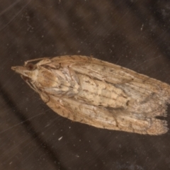 Epiphyas (genus) (A Tortrid moth) at Melba, ACT - 9 Jan 2022 by kasiaaus