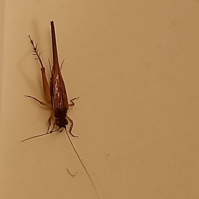 Trigonidiinae sp. (subfamily) (Unidentified winged bush cricket) at Kambah, ACT - 9 Mar 2022 by RosemaryRoth