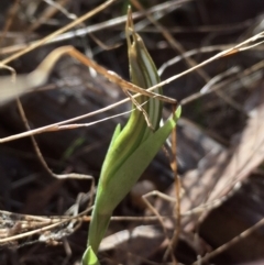 Diplodium truncatum (Little Dumpies, Brittle Greenhood) at Hall, ACT - 9 Mar 2022 by strigo