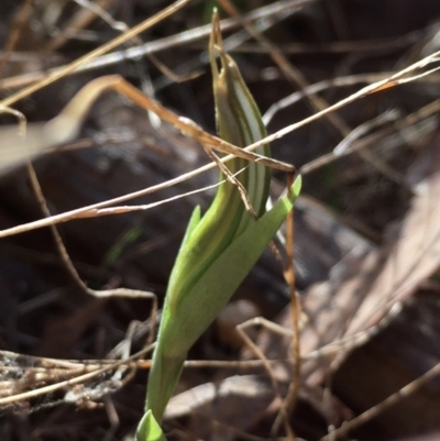 Diplodium truncatum (Little Dumpies, Brittle Greenhood) at Hall, ACT - 10 Mar 2022 by strigo