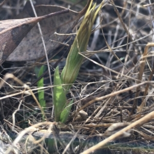 Diplodium truncatum at Hall, ACT - 10 Mar 2022