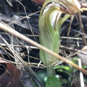 Diplodium truncatum at Hall, ACT - 10 Mar 2022