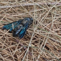 Austroscolia soror (Blue Flower Wasp) at Pine Island to Point Hut - 8 Mar 2022 by SandraH