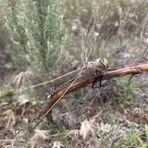 Anax papuensis at Mount Majura - 9 Mar 2022